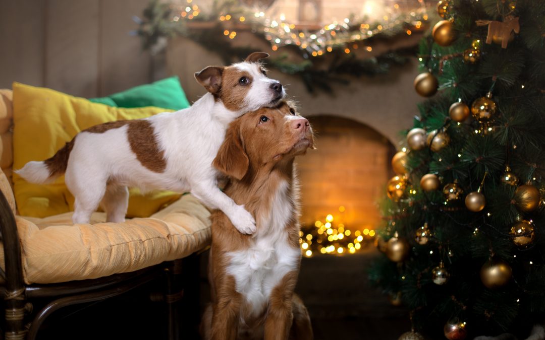 Make sure your pet has a stress-free Christmas
