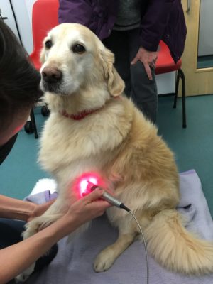Laser therapy revitalises pets suffering arthritis