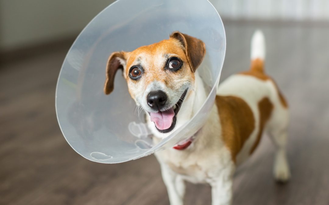 Time to neuter or spay your pet