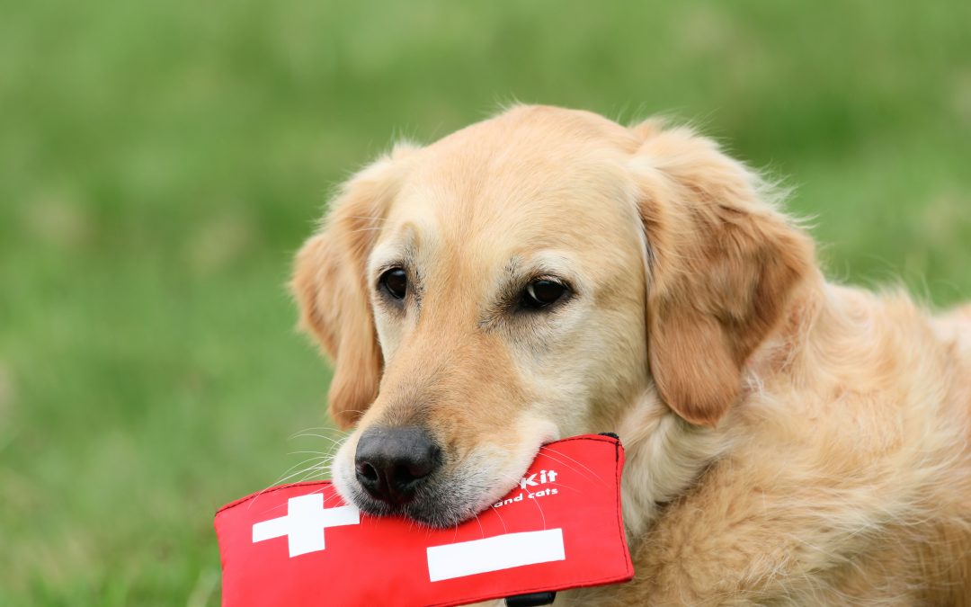 Book your free place for pet First Aid!
